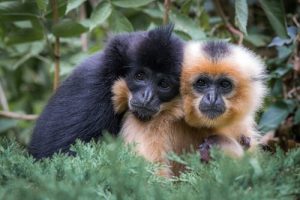Monogamous Animals: 5 species that mate for life